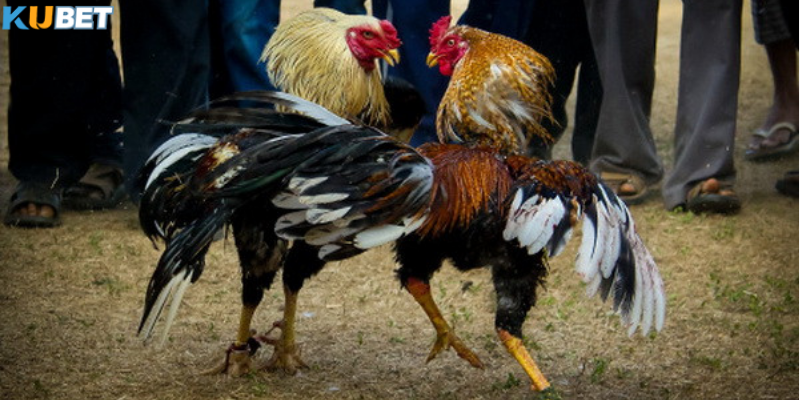 Đá Gà Cựa Sắt – Tốc độ và kịch tính từng giây