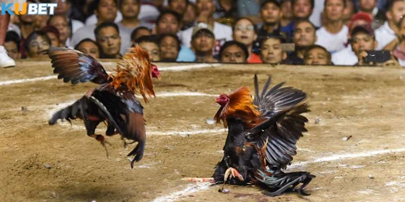 Quan sát sức mạnh và độ lì của chiến kê