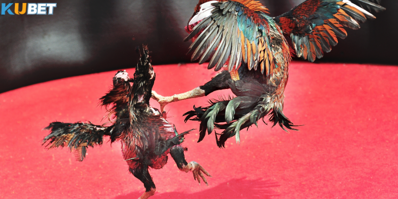 Đá Gà Thomo – Sới đấu nổi tiếng hàng đầu