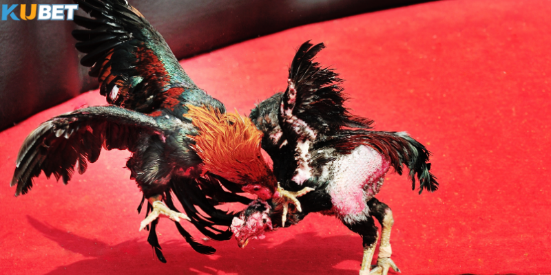 Ưu thế vượt trội của đá gà thomo