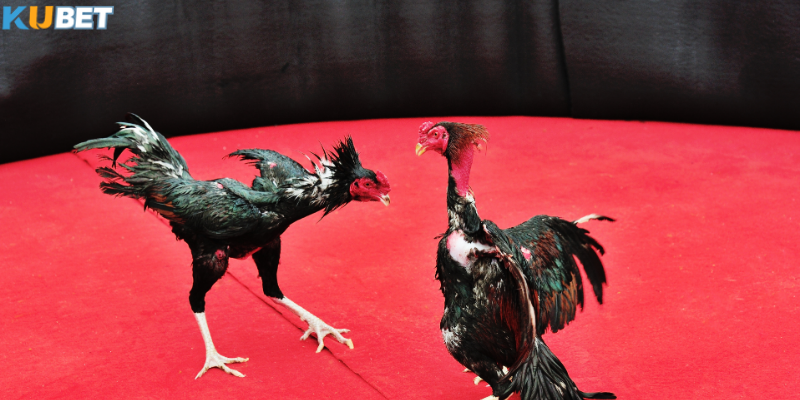 Lý do bạn nên chọn đá gà campuchia mỗi ngày