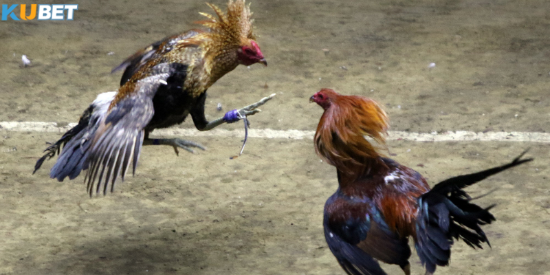 Các lưu ý khi tham gia các loại kèo phổ biến trong đá gà 